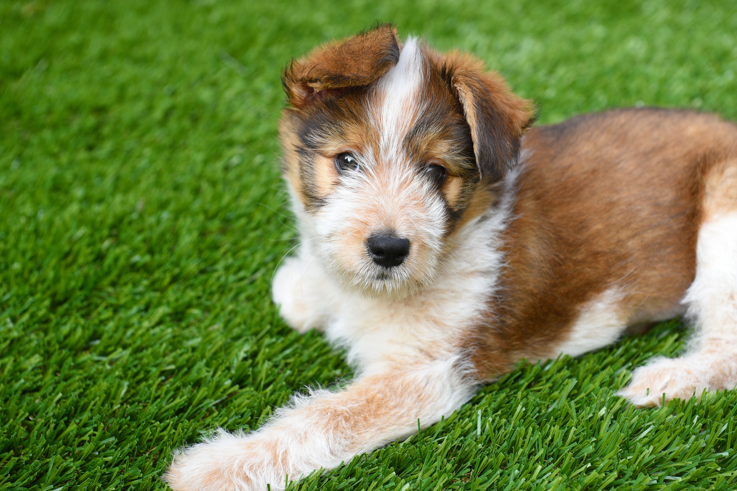 How To Clean Pet & Dog Urine From Artificial Grass - Jus Turf