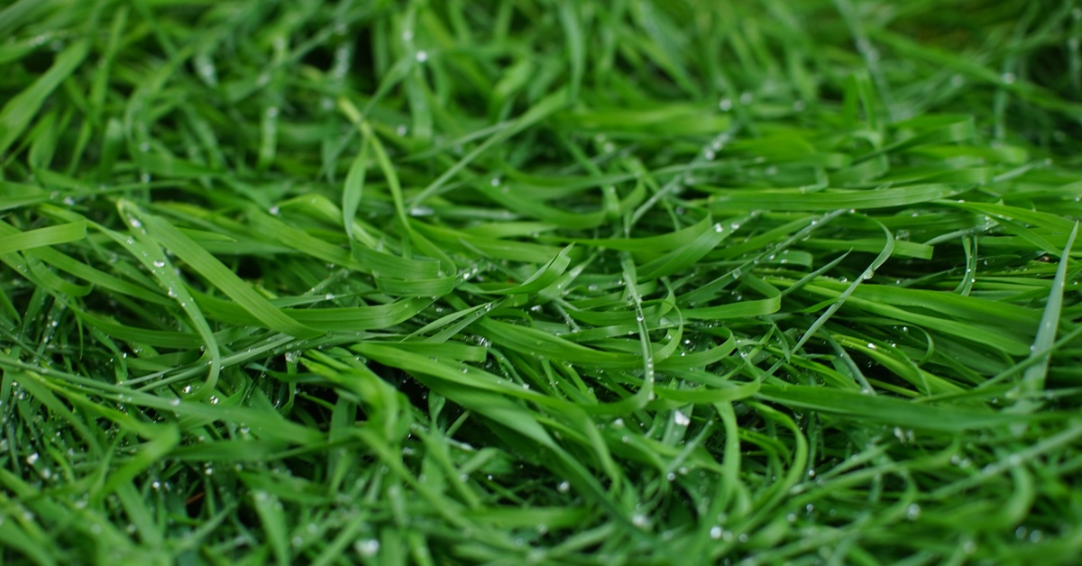A close-up of wet green grass blades with small water droplets scattered across the surface and soft blurred grass behind.