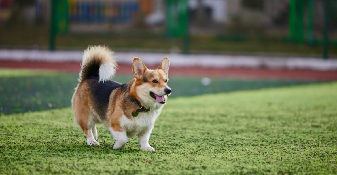 A small brown and white dog standing on green turf with a blurred outdoor play area and fencing in the background.