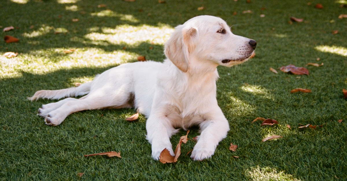 A light-colored puppy lying on a grassy lawn with scattered brown leaves and patches of sunlight around it.