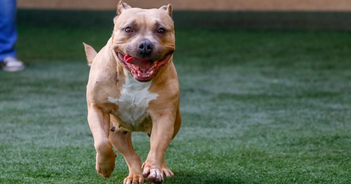 A tan dog running across green turf with its mouth open while a person's legs appear near the edge behind it.